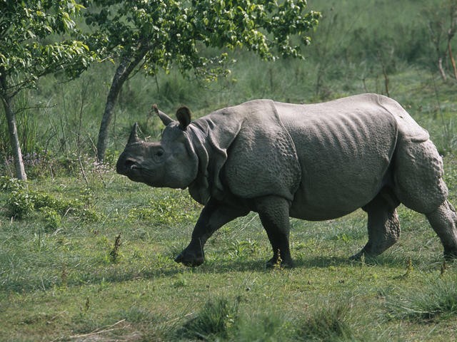 Rhino census scheduled from March 22