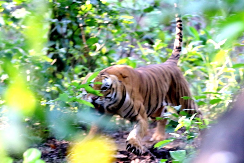 One killed in tiger attack