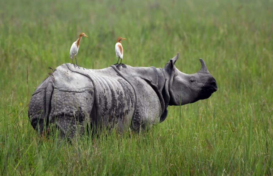 Rhino census begins