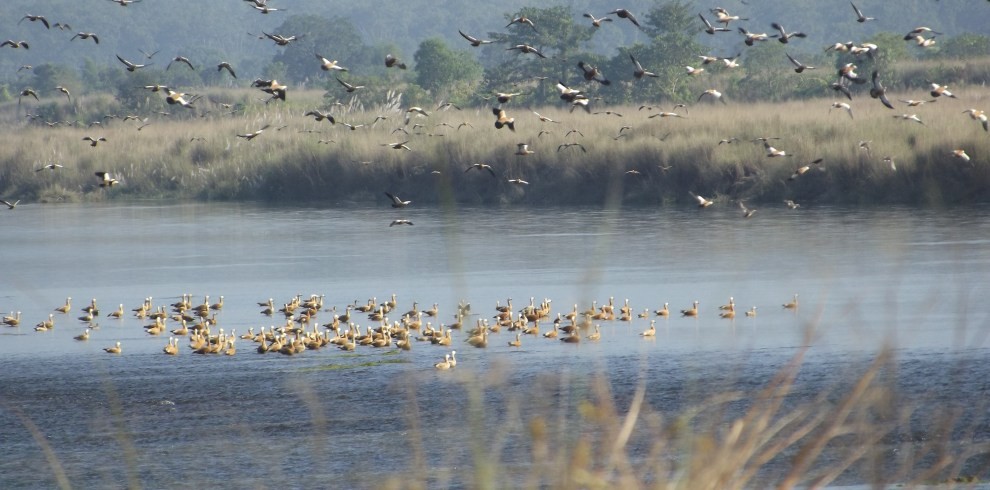 Bird of a new species detected