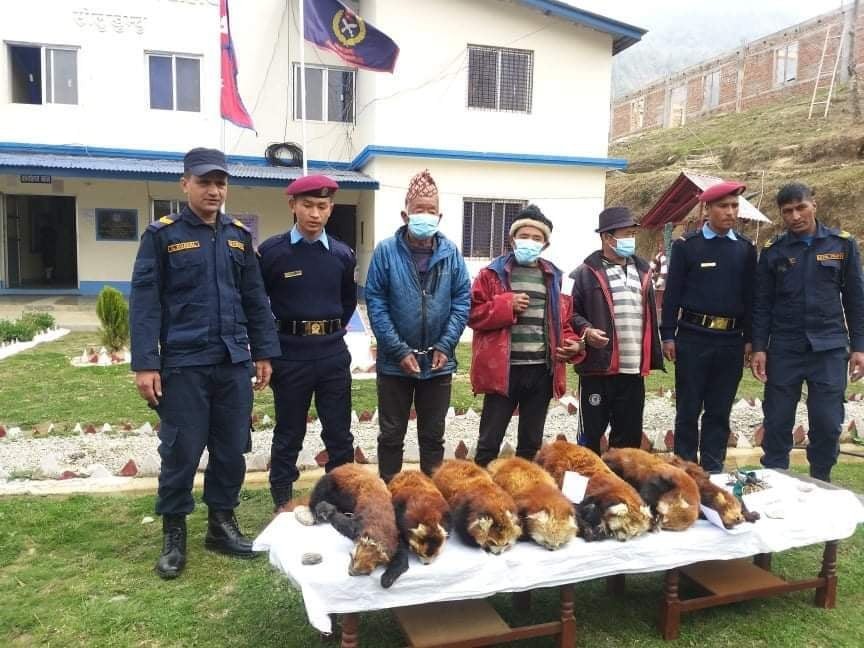 Police arrest three persons with seven red panda skin