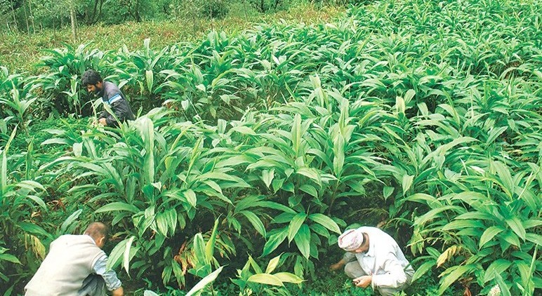 Cardamom farmers attracted towards mechanization