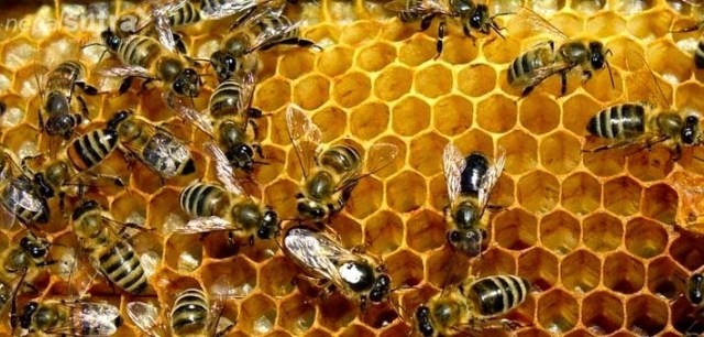 Rural Municipality prioritises beekeeping