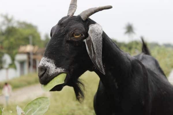 Bandipur to be developed as a pocket area for goat-keeping