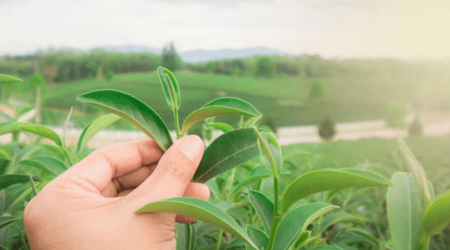 Harvesting of tealeaves for this season begins