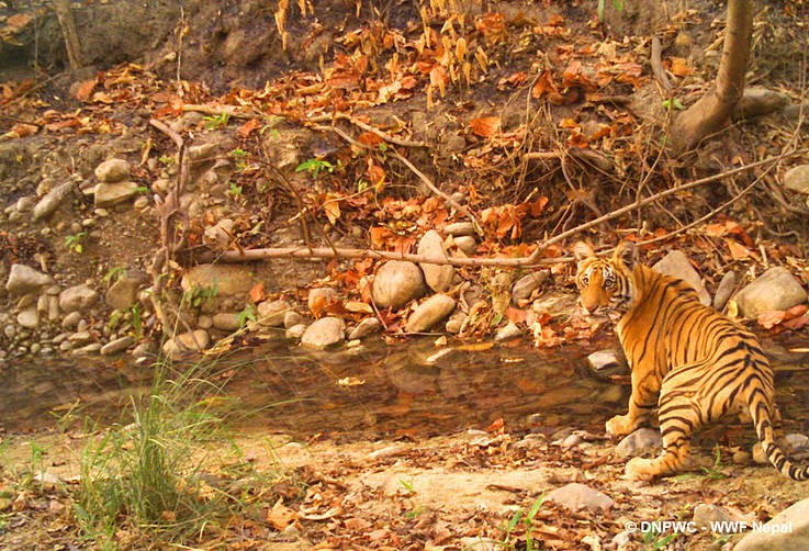 Man-eater tiger brought to central zoo