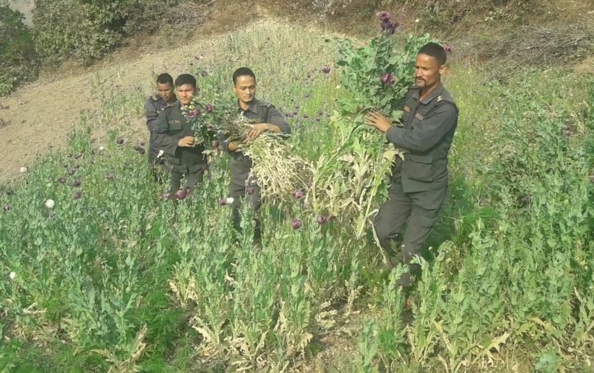 Opium farming destroyed in Jajarkot