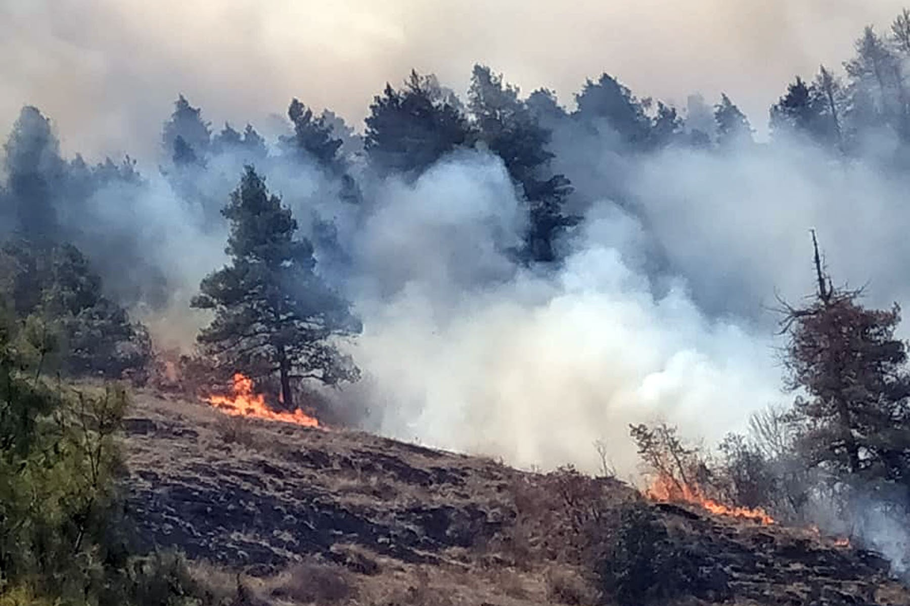 25 hectares forest affected by fire in Langtang National park