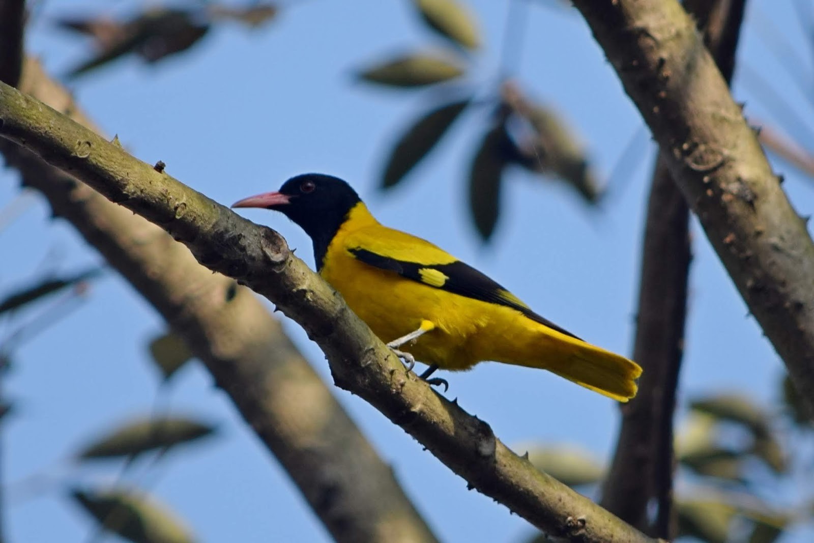 124 new bird species spotted at Bhanubhakta Zoological Park