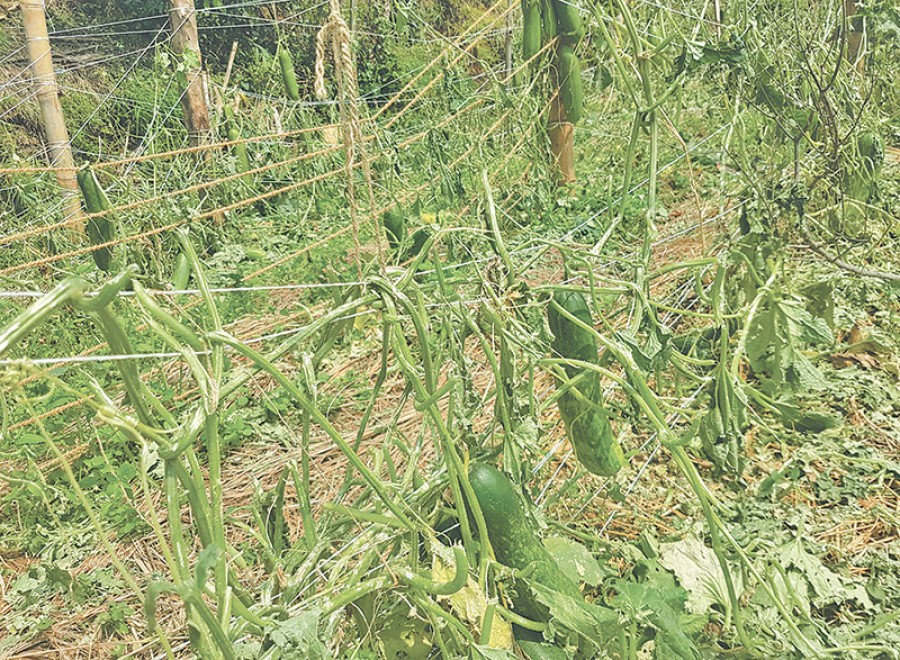 Windstorm destroys crops worth over Rs 20 million in Jhapa