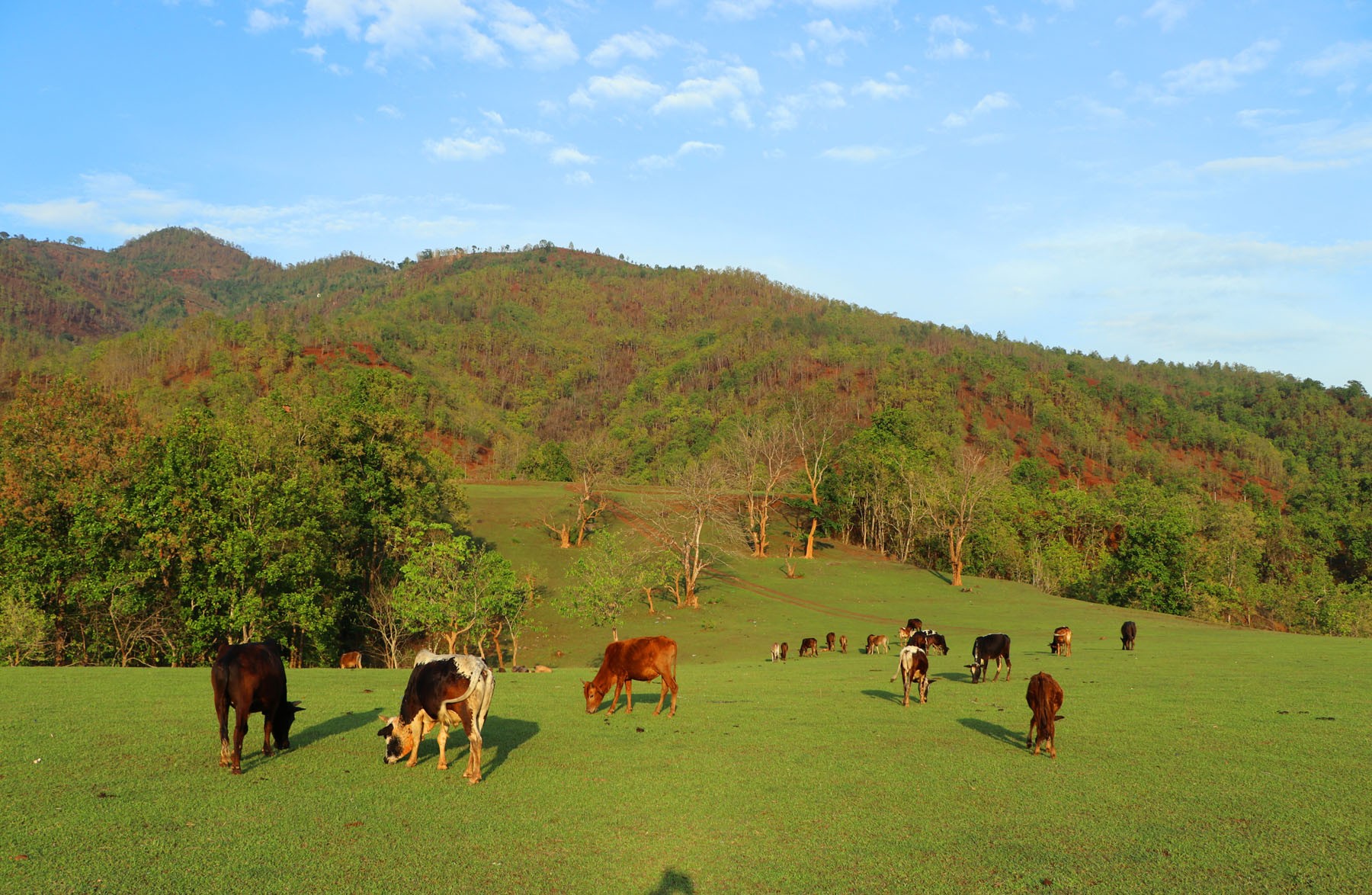 Cattle grazing in Sattare