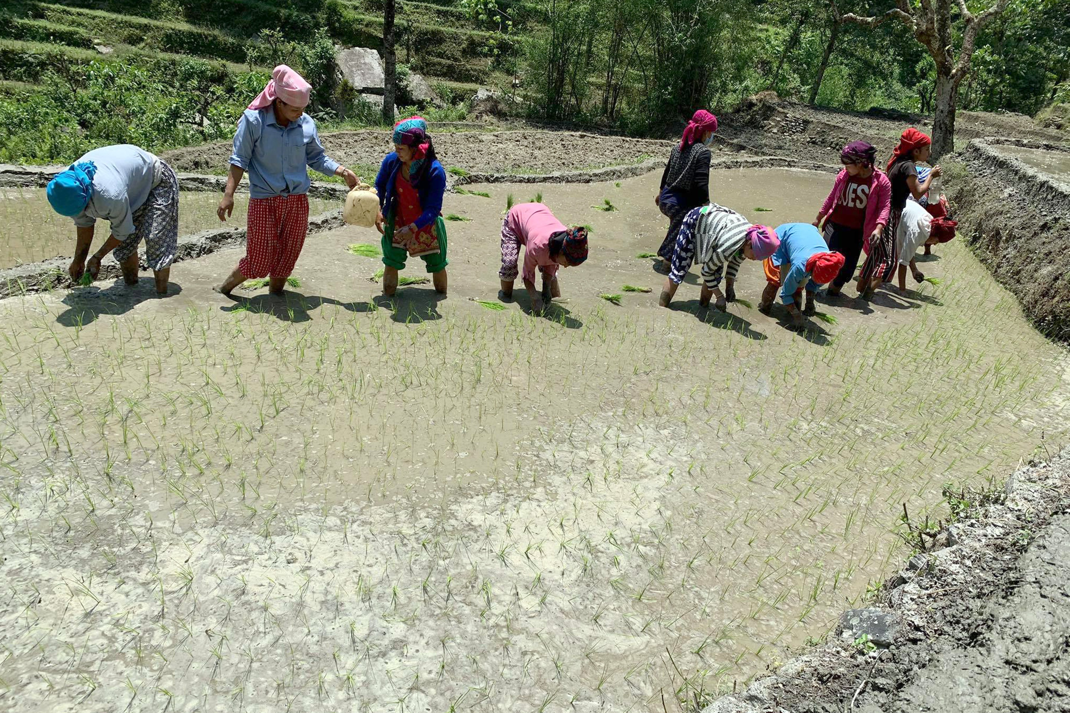 मुखमा मास्क र गोजीमा स्यानिटाइजरसहित रोपाइँमा व्यस्त किसान