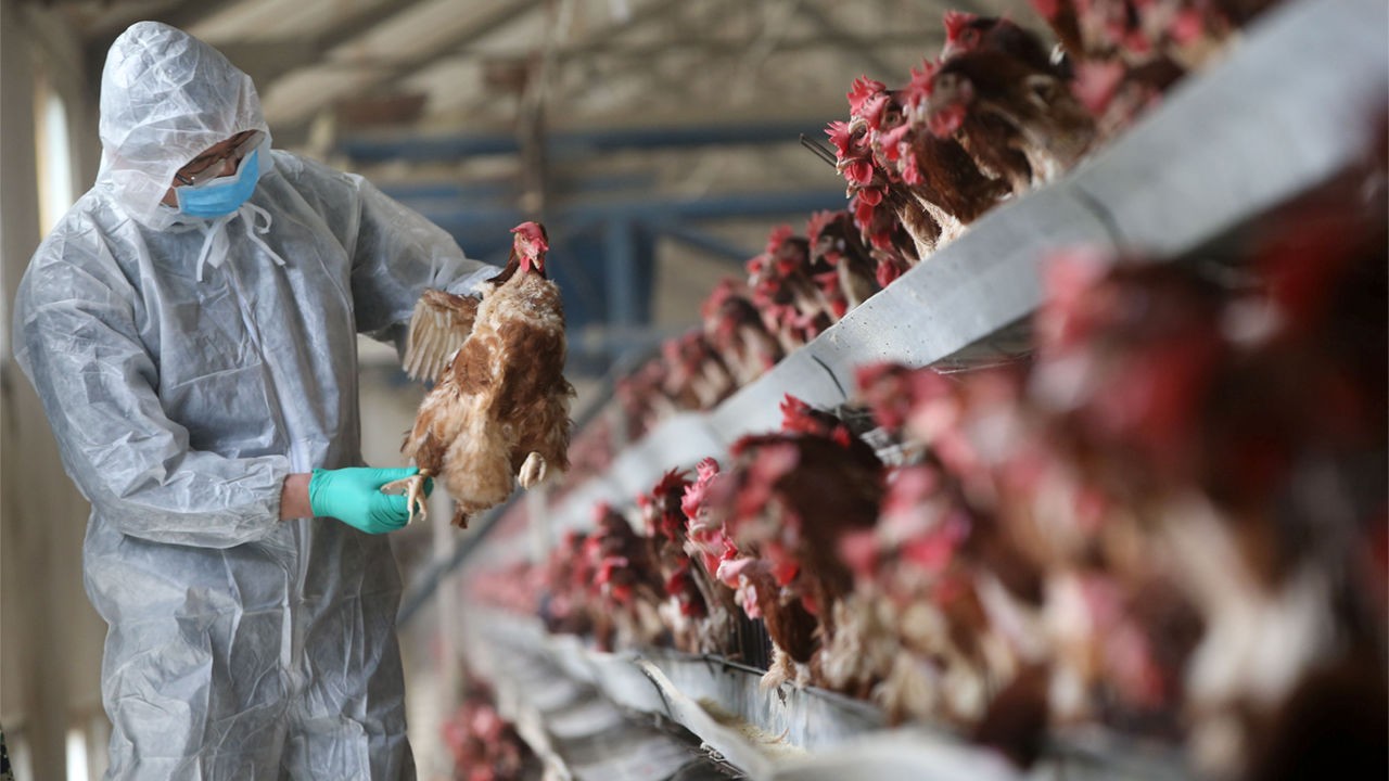 Bird flu detected again in Kathmandu