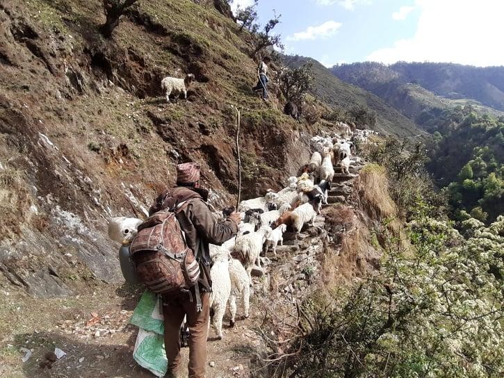 भेडासँग जीवन बिताएका मनबहादुरको अमेरिका जाने रहर