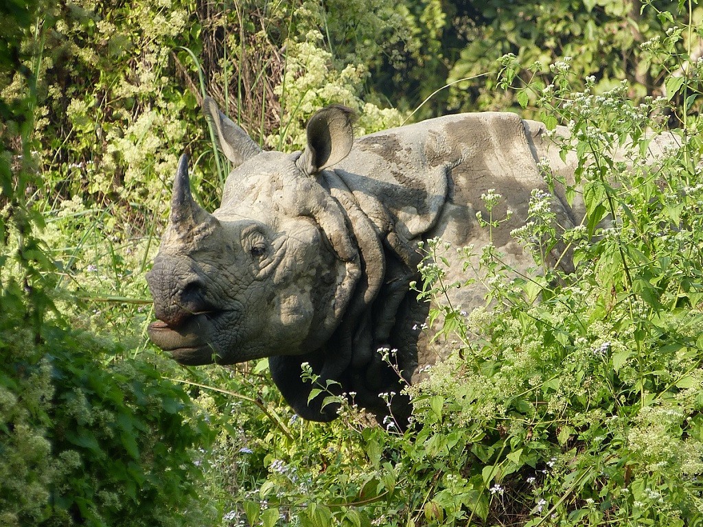 निकुञ्जको पश्चिमी क्षेत्रमा धेरै गैँडा भेटिए