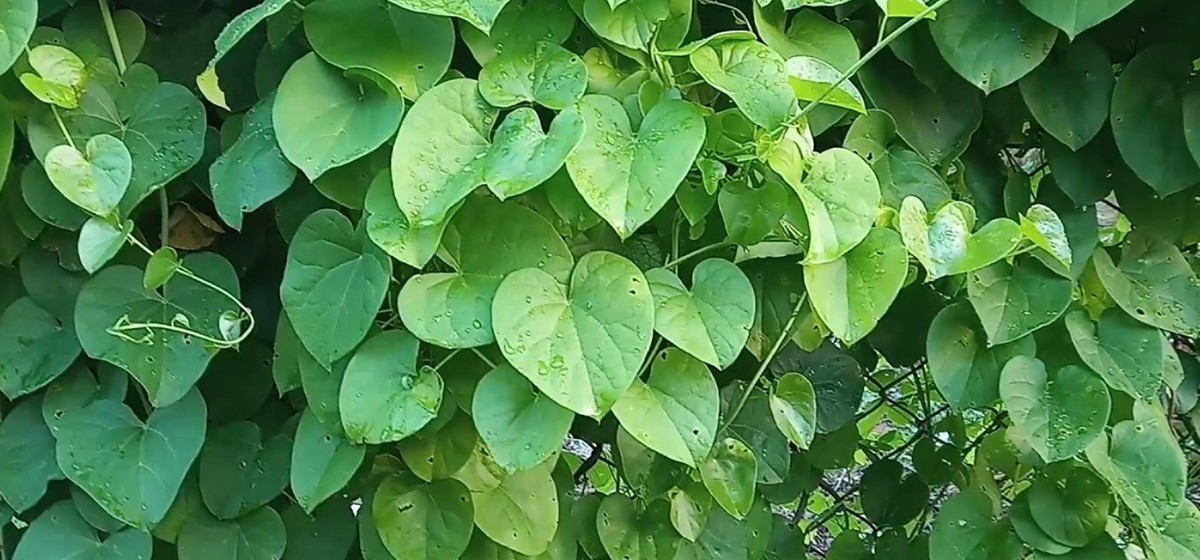 पशुपति क्षेत्रका सबै खाली स्थानमा गुर्जो रोपिने