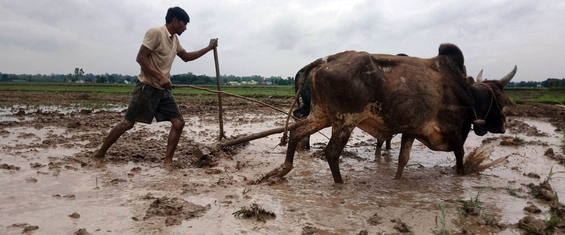 कोभिडका कारण साङ्केतिक रूपमा धान दिवस तथा रोपाइँ महोत्सव मनाइने