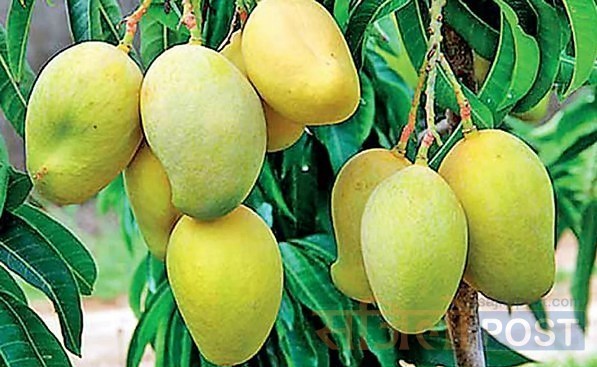 उदयपुरमा आँपको उत्पादन घट्यो, मूल्य आकासियो