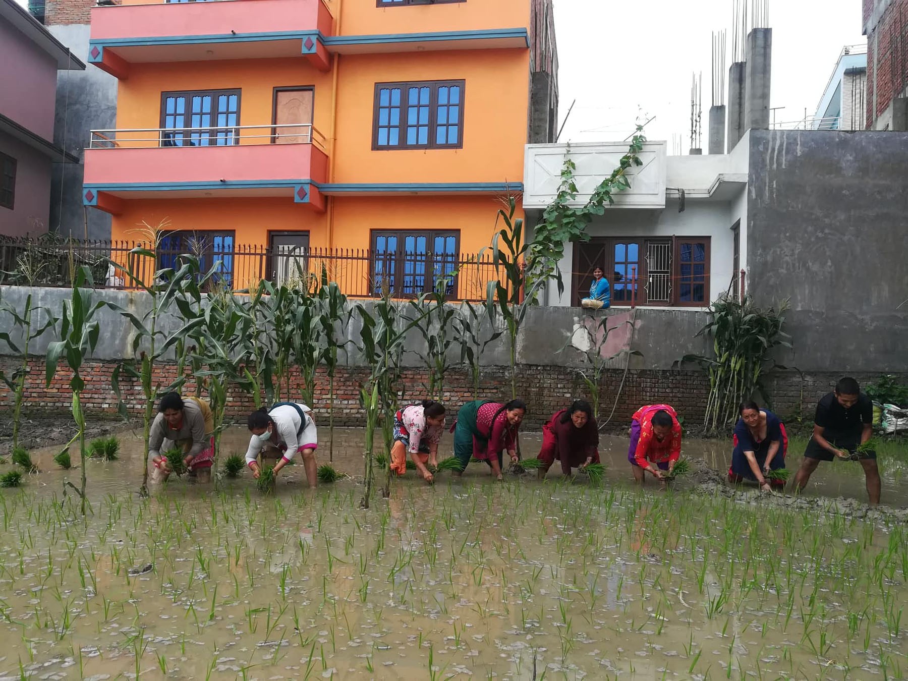 देशभर २७ प्रतिशत धान रोपाइँ
