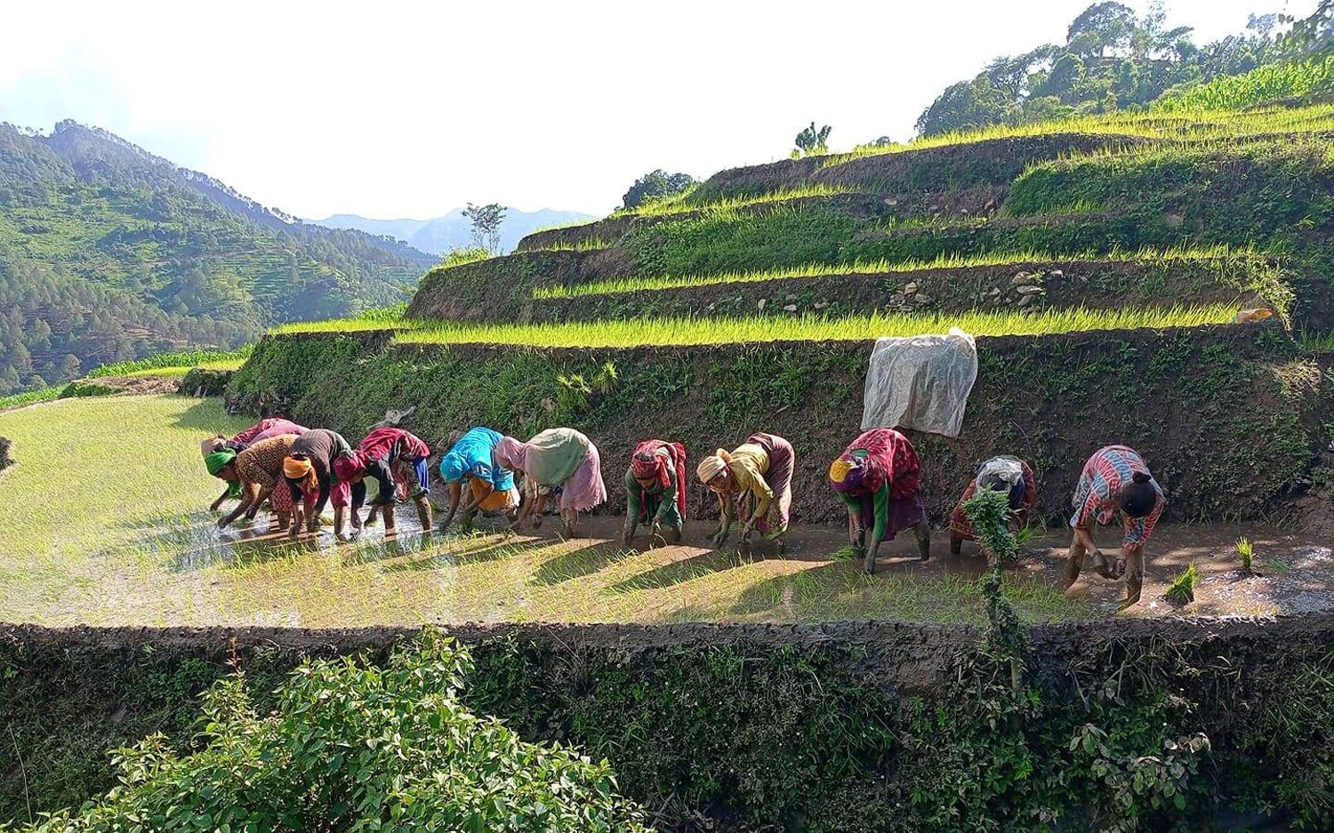 उत्कृष्ट कृषकलाई सुनको हलो