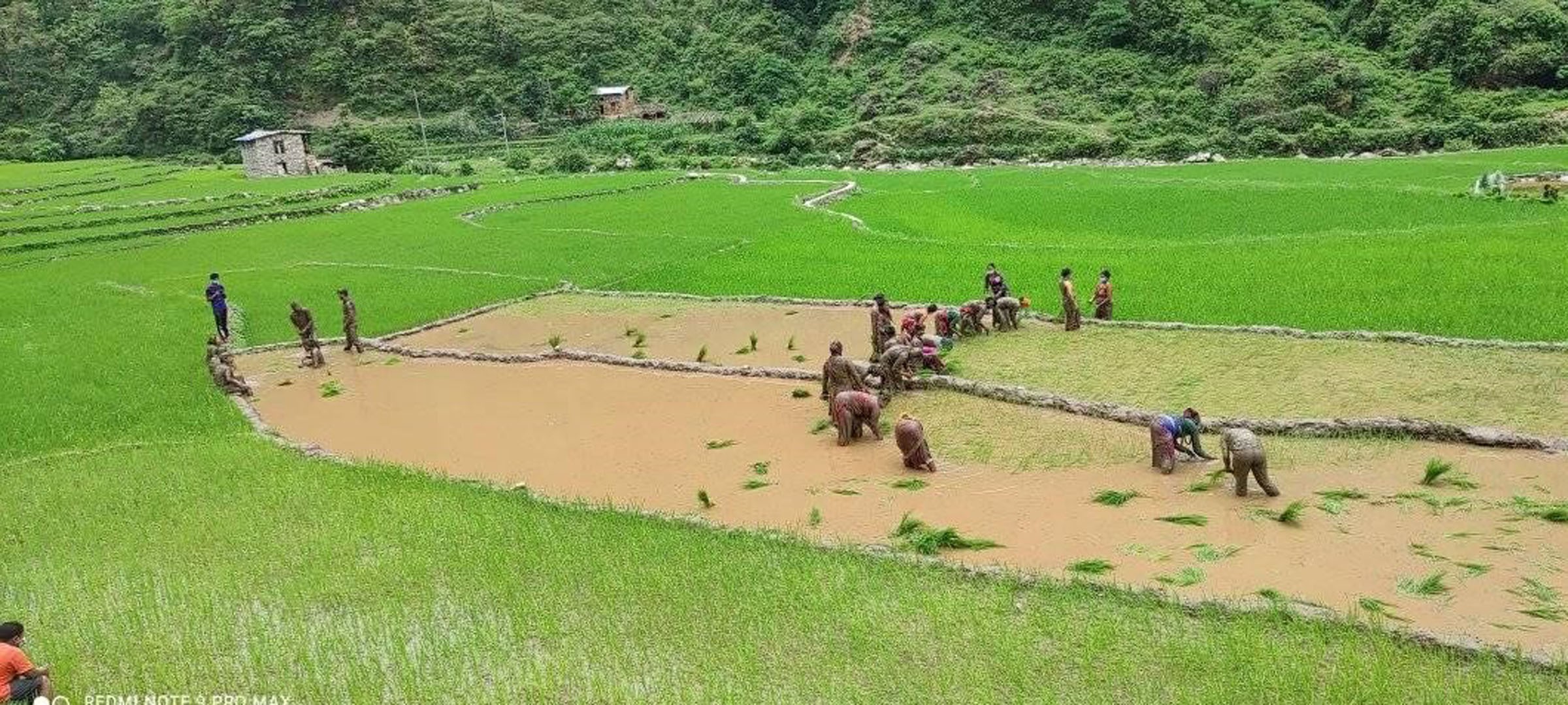 डोटीमा शुरु भयो प्रसिद्ध जोरायले बासमती धानको रोपाइँ