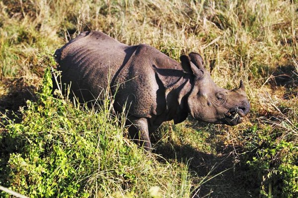 Woman injured in rhino attack