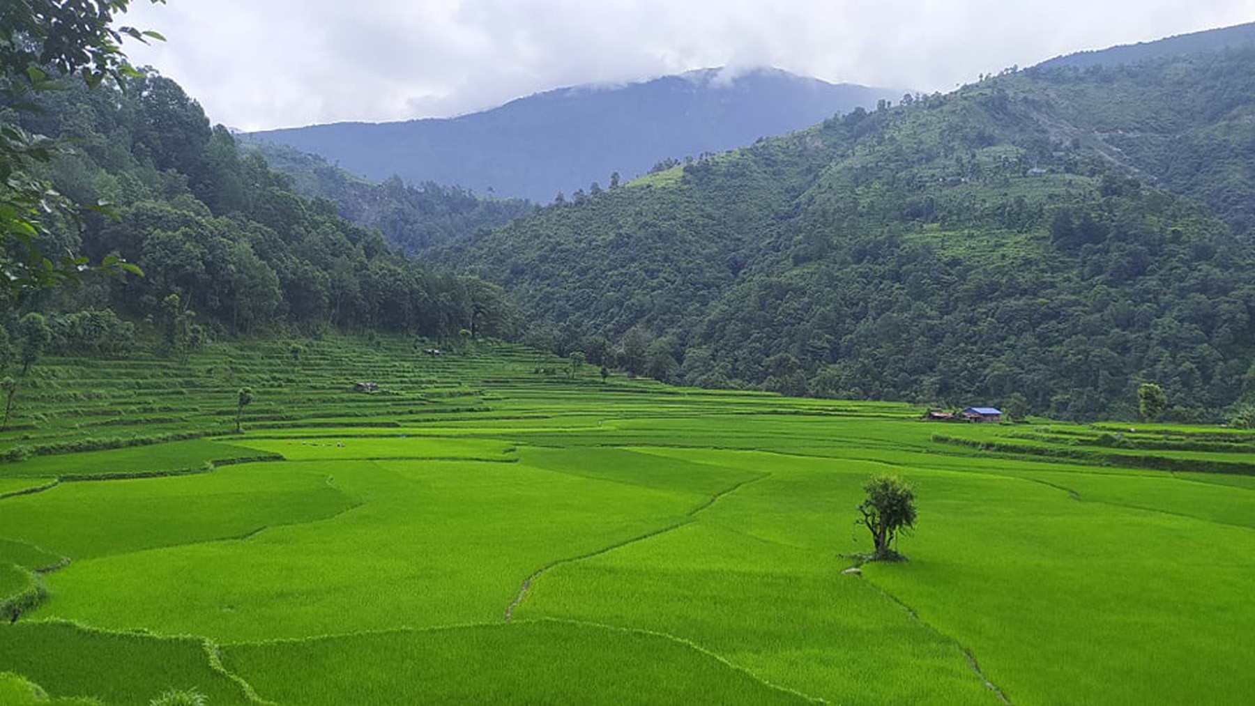 Cent per cent rice transplantation in Karnali