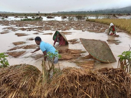 अविरल वर्षाले धानबालीमा क्षति