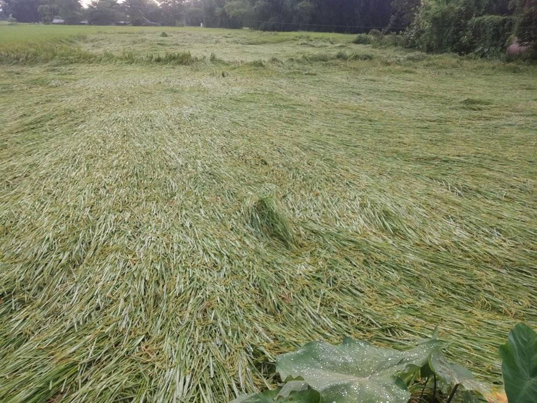 चितवनको ३० प्रतिशत धानबालीमा क्षति