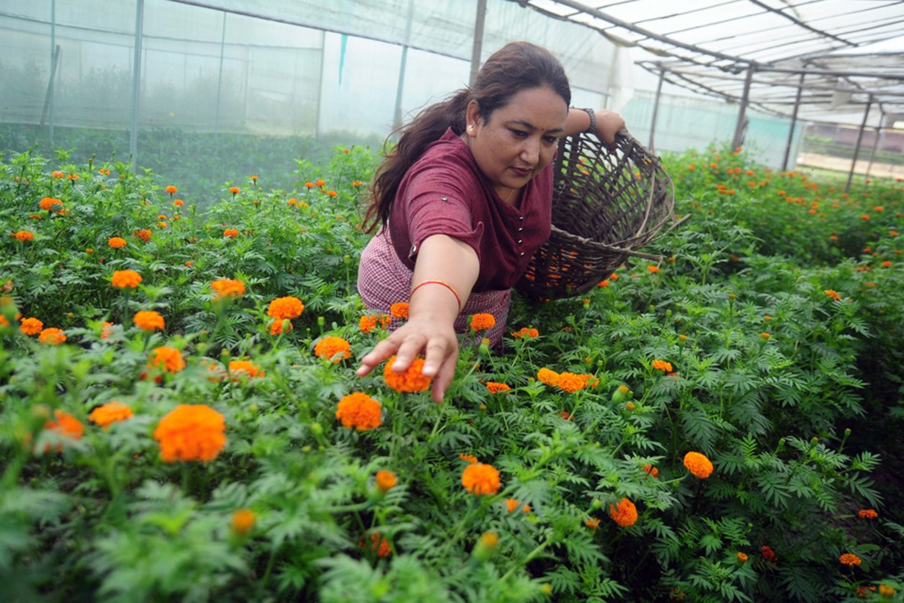 तिहार नजिकिएसँगै माला उन्दै वनमाला
