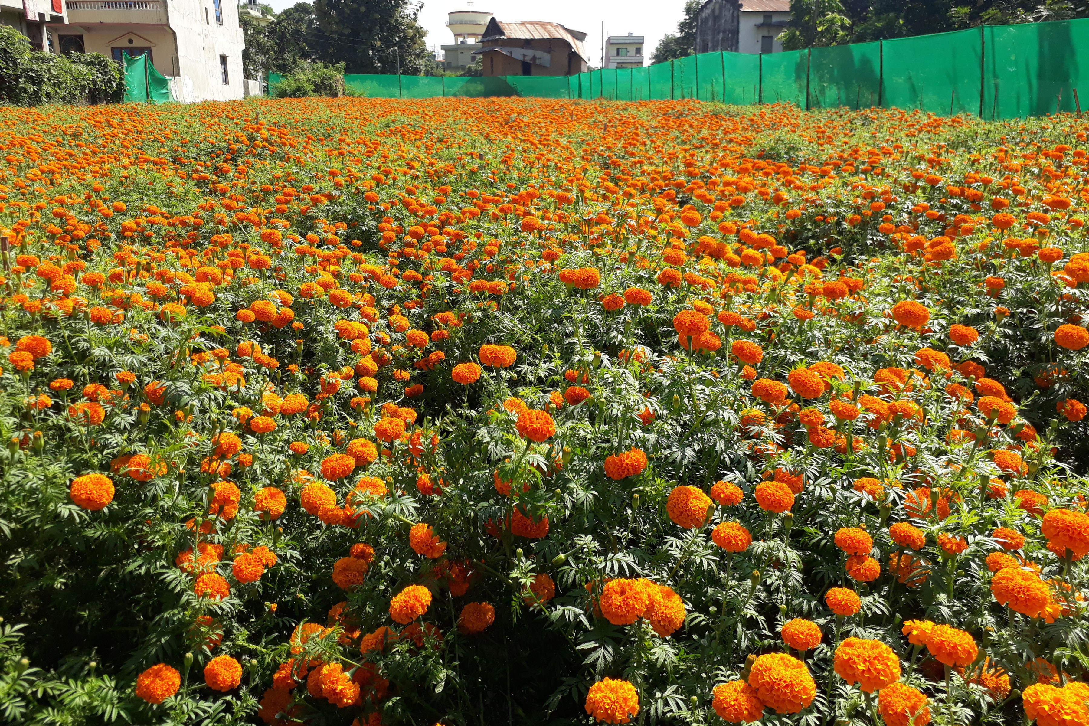 ढकमक्क फुलेको सयपत्री