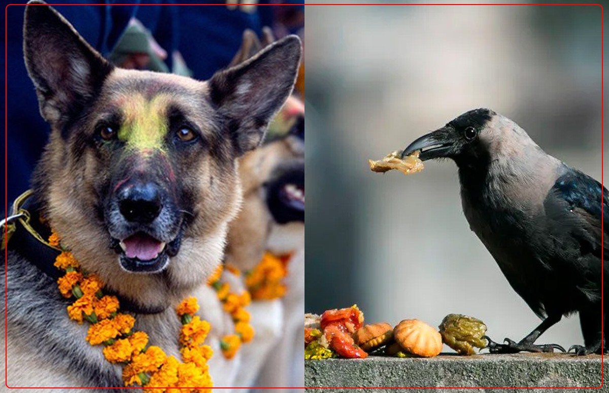 आज काग र कुकुर तिहार मनाइँदै