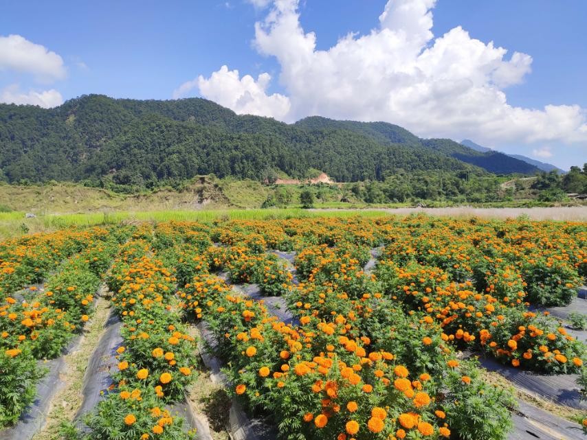 पोखरेली तीन युवाकोे व्यावसायिक फूलखेती