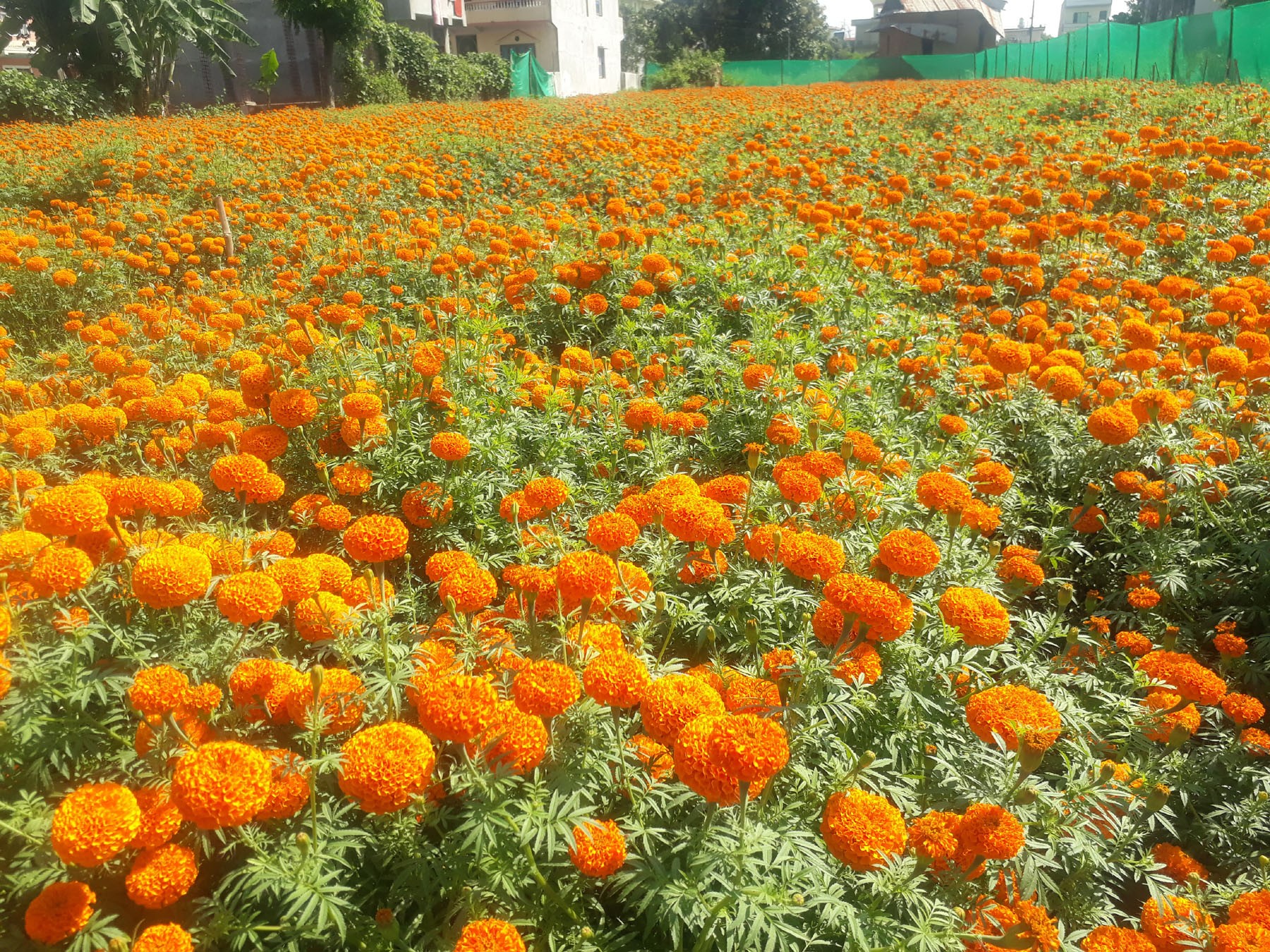 तिहारमा रु १५ कारोड बढी फूलको कारोबार