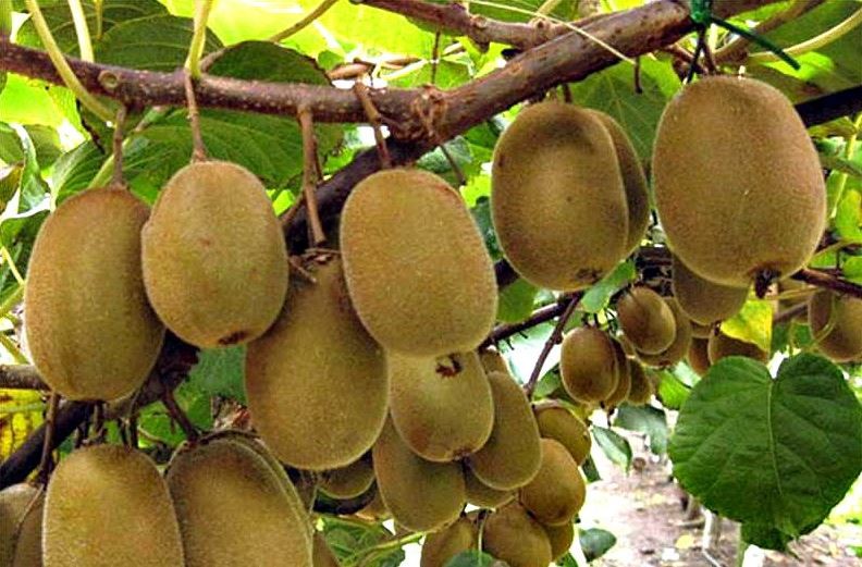 उत्पादन बढेपछि किबीको मूल्य घट्यो