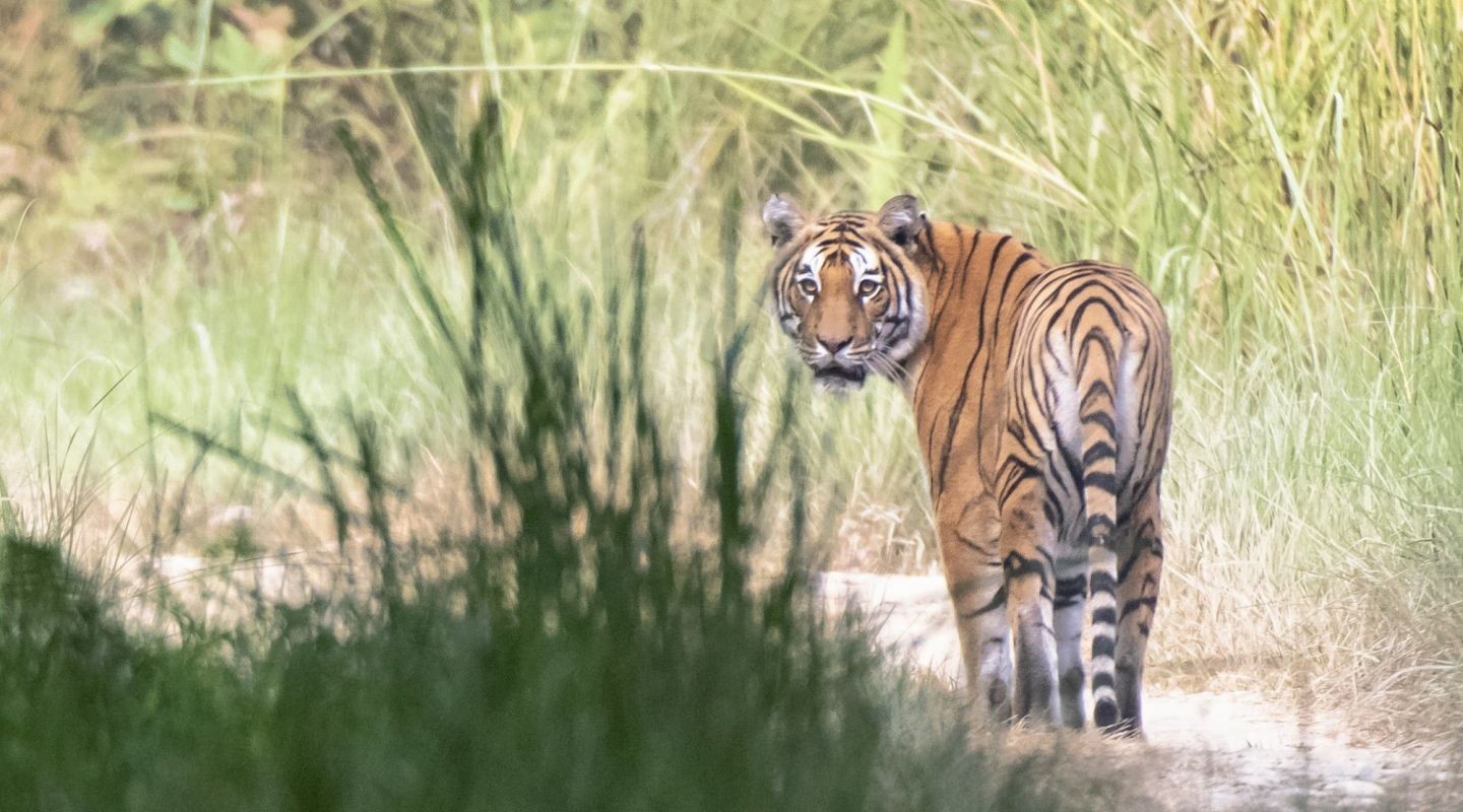 National Tiger Survey 2021 launched: Poaching is major challenge in tiger conservation