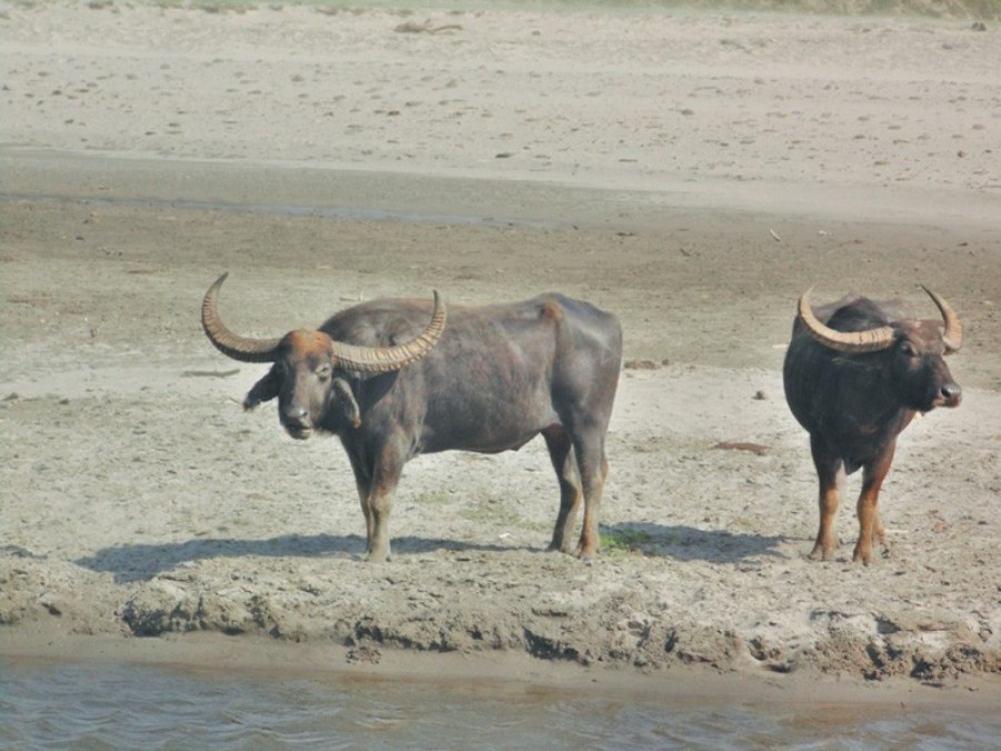 Wild buffalo life at CNP comes under threat, animal vanishing in want of suitable habitat