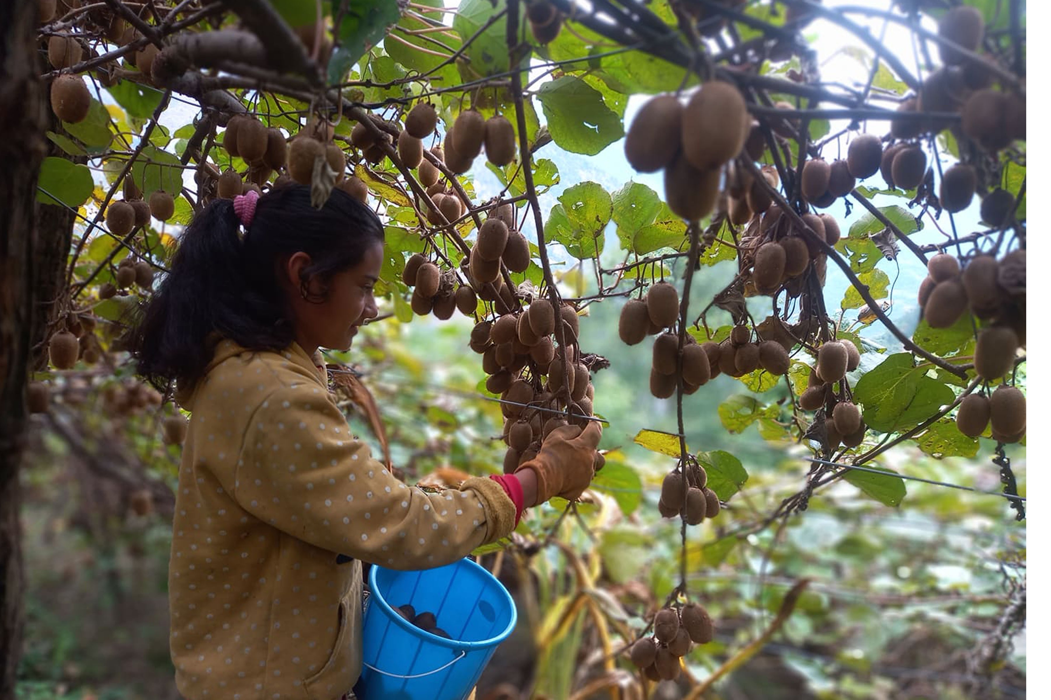 Farmers worry over marketing of kiwifruit