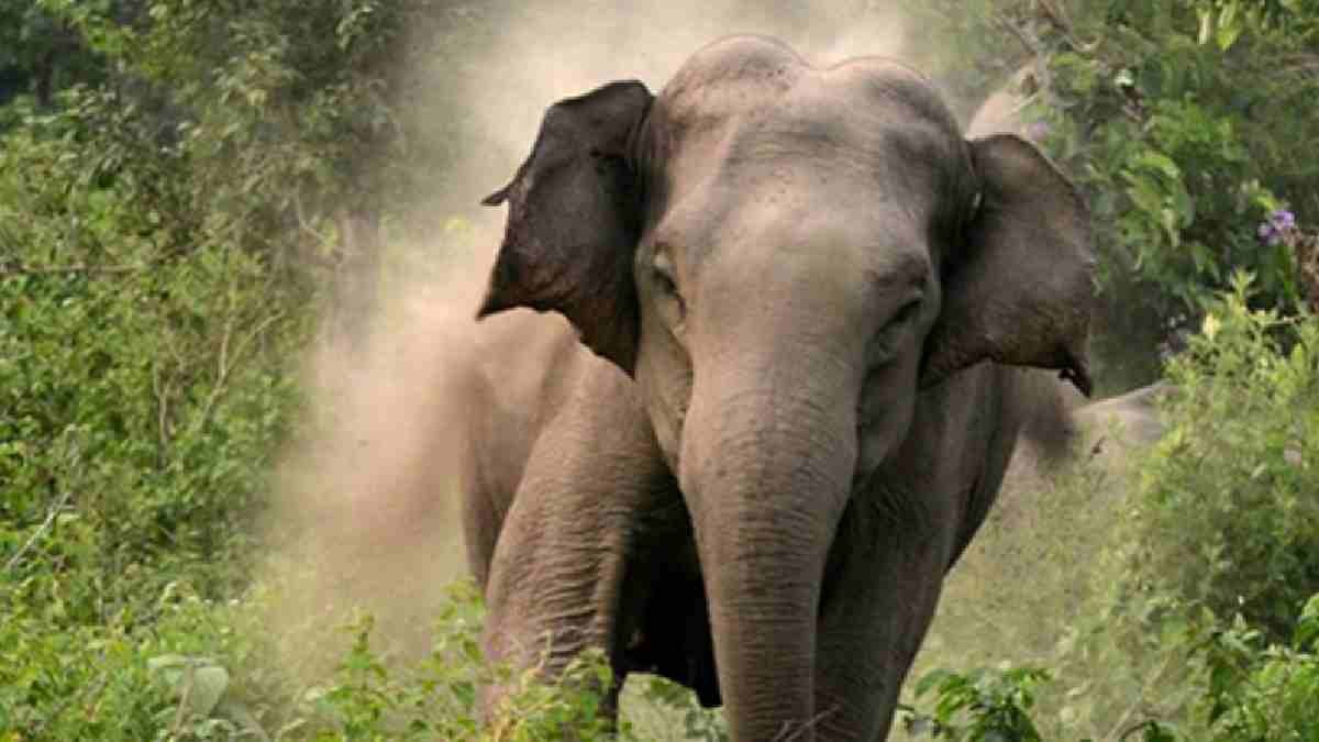 नेपालमा हात्तीको सङ्ख्या दोब्बरले बढ्यो