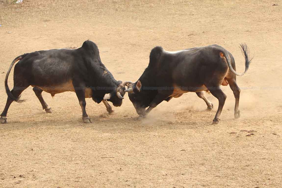नुवाकोटमा गोरु जुधाउने मेलाको तयारी