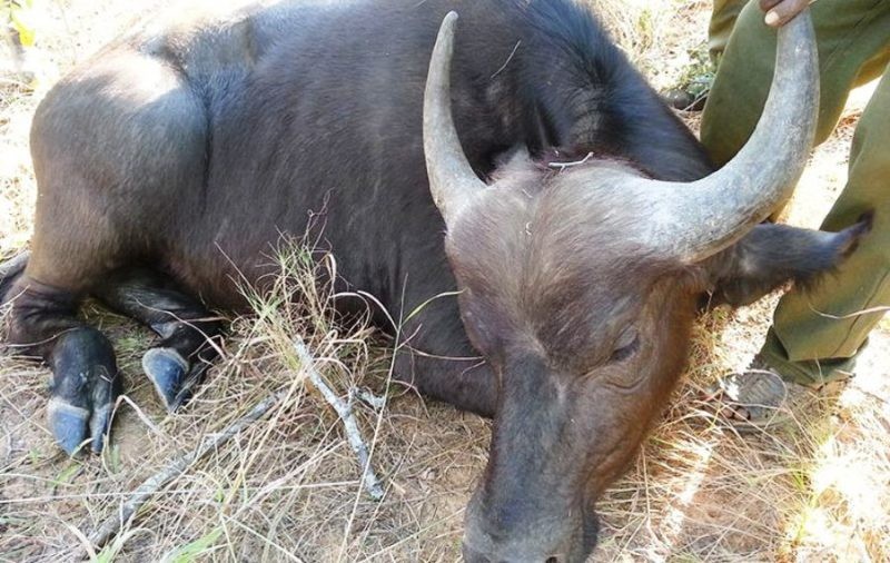 खोरेत हुनबाट जोगाउन आफ्ना चौपायालाई खोप लगाउन विज्ञको सुझाव