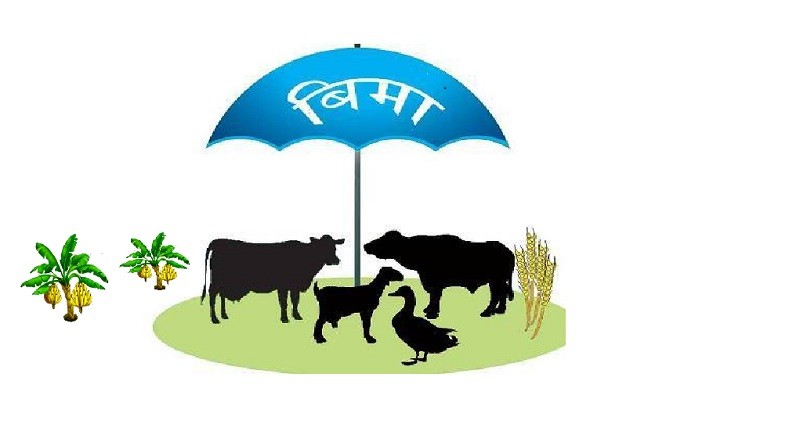 बीमा दाबीको प्रक्रिया झन्झटिलो हुँदा बीमा प्रति किसानको आकर्षण बढेन