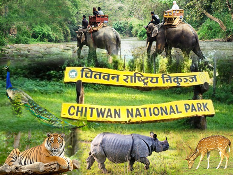 नवलपरासी क्षेत्रमा गैँडा मारेको विषयमा स्थलगत अध्ययन सुरु