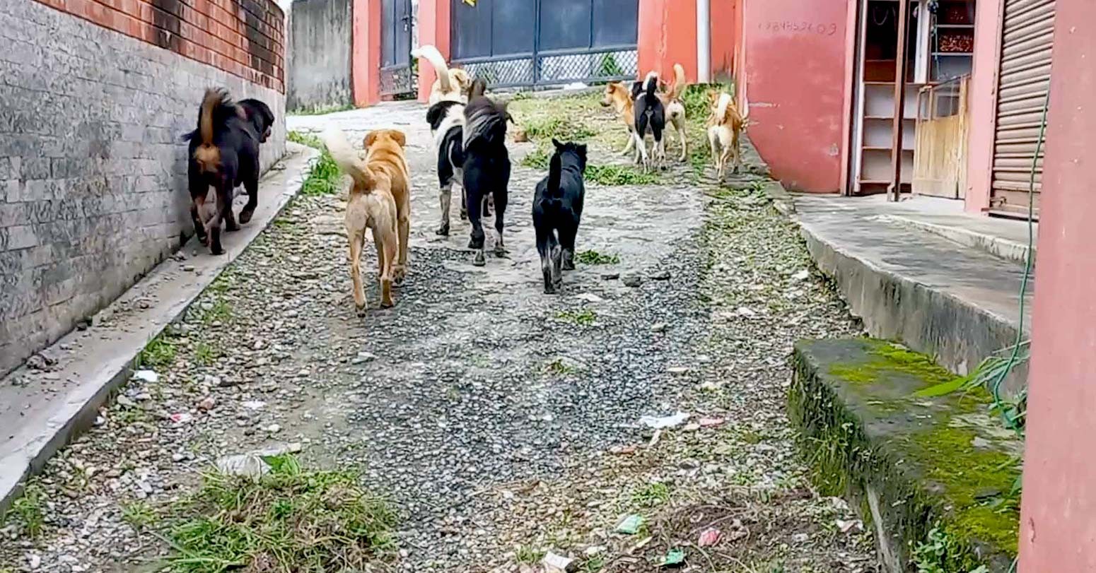 कुकुरमा ‘पार्वो भाइरस’ सङ्क्रमण देखियो