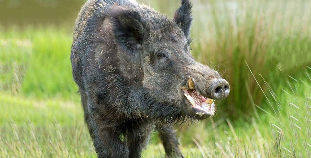 ढोरपाटनमा पाँच वर्षदेखि बँदेलको सिकार हुन सकेन